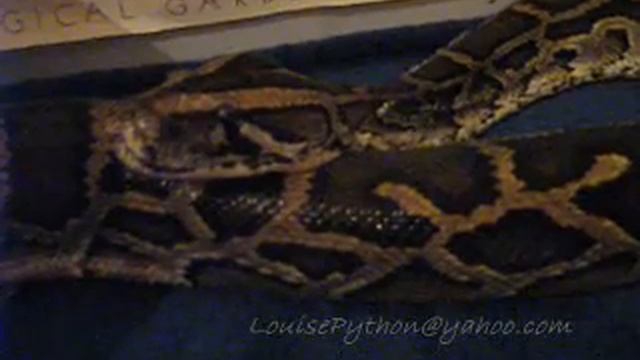 Wheezing Louise Python смотреть онлайн