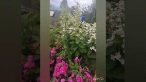 Обзор гортензии Юник (Unique) у меня в саду.