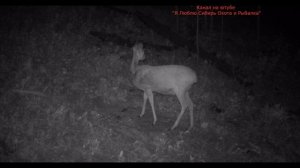 ТИХАЯ ОХОТА НА КОСУЛЮ ПРИРОДА БУРЯТИИ QUIET HUNTING FOR ROE DEER NATURE OF BURYATIA