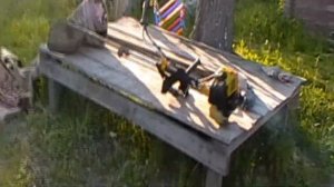 Ремонт триммера своими руками, замена поршневой