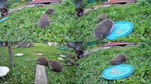 Ёжики(Hedgehogs)_2024_02