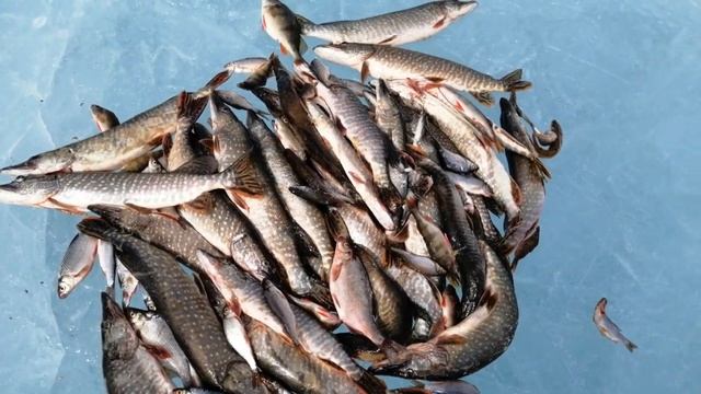 РЫБАЛКА НА ОЗЕРЕ СИЛЬНЫЙ ВЕТЕР ЖОР ЩУКИ смотреть онлайн