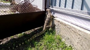 Варан сальватор (Varanus salvator), Эмпти (Emptiness)