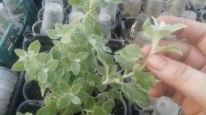 ГЕЛИХРИЗУМ (БЕССМЕРТНИК) ЧЕРЕШКОВЫЙ VARIEGATA маточник, черенкование и формирование.