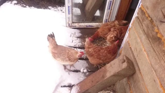 Не хотят идти на снег. смотреть онлайн