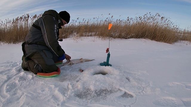 ЖЕРЛИЦЫ 2023 СТРЕЛЯЮТ ОЧЕРЕДЬЮ!!! Ловля ЩУКИ на жерлицы с подписчицей. Ловля плотвы на безмотылку смотреть онлайн