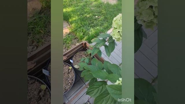 Обзор гортензий в моём саду. Часть 7.