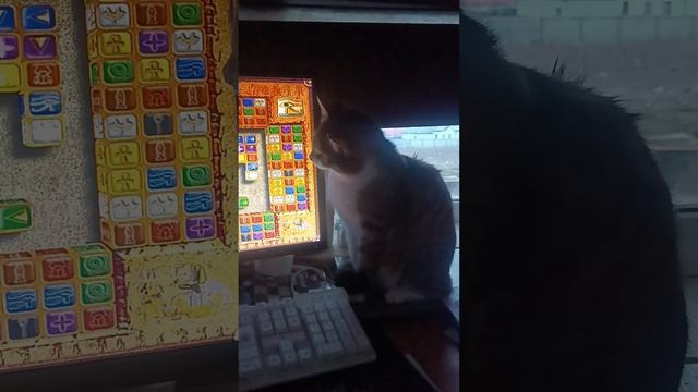 Котенок ТУСЯ подсказывает лапкой