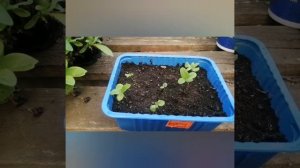 Меламподиум из семян. От покупки семян до всходов.