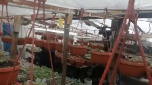 Ещё один приезд корреспондентов ко мне в теплицы! Приезжали профессионалы