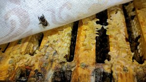 Испытание пчёл зимовкой (очень сыро в зимовнике)