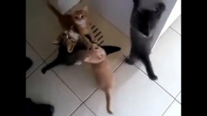 Голодные и Очень Голодные котята =