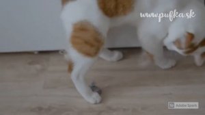 Pohyblivá myš running mouse Trixie