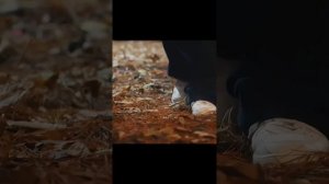 Хватай Сон Джэ и беги (клип)
