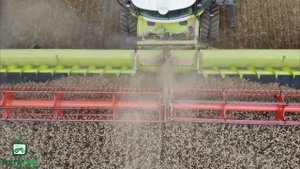Claas Lexion 8800 Harvesting Wheat
