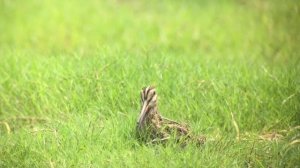 Pin-tailed or Swinhoe's Snipe, Pudong Airport, 14 Aug. 2017