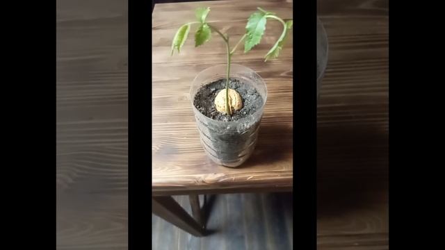 Как вырастить грецкий орех!