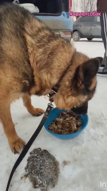 Север по дороге в приют перекусил . Часть 2