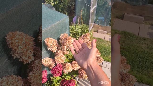 Обзор гортензий Самарская Лидия, Пастель Грин и Скайфулл. 15.09.2024 год.