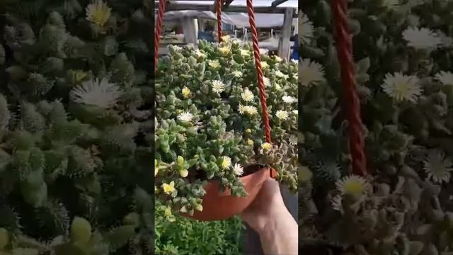 Идеальный цветущий суккулент с декоративным листом для кашпо на солнечное место!