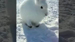 #смешные #забавные зайцы