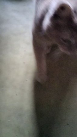 scene_output.mp4