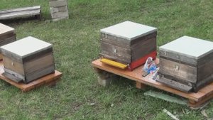 Матки и отводки