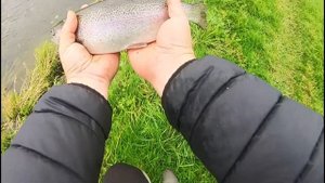 Ловля форели на спиннинг Секреты удачной рыбалки 100% рабочие приманки