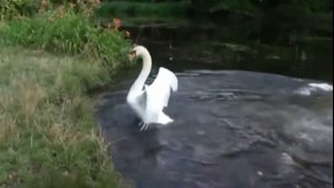 А белый лебедь на пруду (клип)
