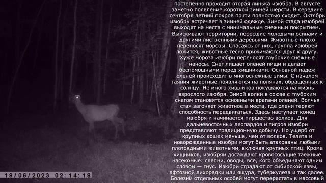 МОЛОДАЯ ИЗЮБРИХА НА СОЛОНЦЕ смотреть онлайн