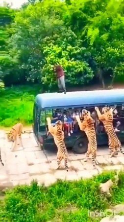 Forest tiger attack a human attacking animals 😢 viral Sami 6t blg