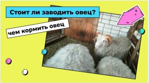 Содержание овец менее затратно