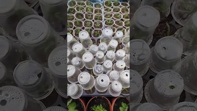 Не даёт мне покоя тема  "совместные покупки"! Моя роль: ослиха, которую запрягли. Продуманных много!