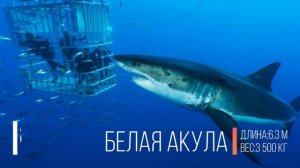10 САМЫХ КРУПНЫХ АКУЛ