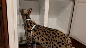 Сервал домашний хозяйничает рычит 🐆 serval cat