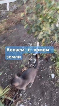 Саженцы груши двухсортовые 3х-летние