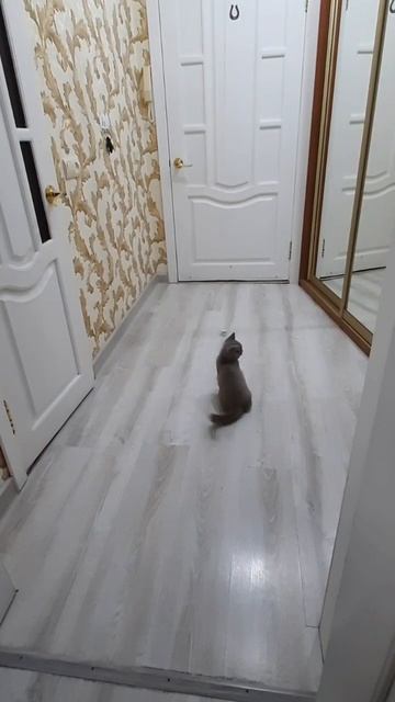 интерактивная игрушка #британскаякошка #кот #антидепрессант #антистресс #котики #игрушка