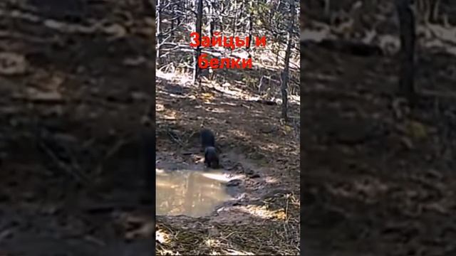 Зайцы и белки #shorts смотреть онлайн