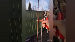 Формирование метельчатой гортензии на штамбе.                   Структура гортензии.