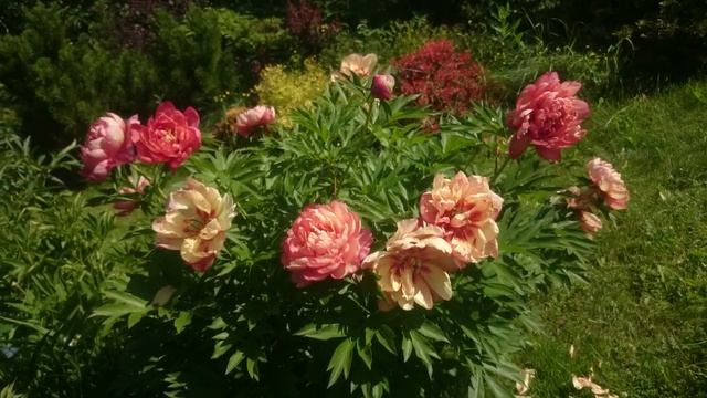 Paeonia Magical Mystery Tour
