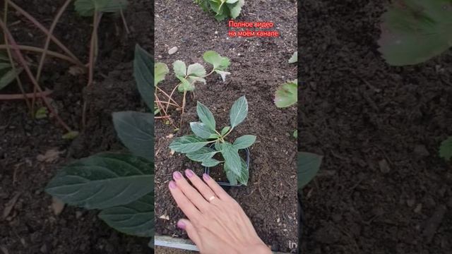 Часть2. Как сохранить саженцы гортензий до весны?