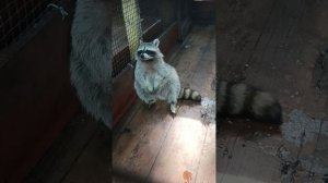 Еноты в санатории Хопровские зори