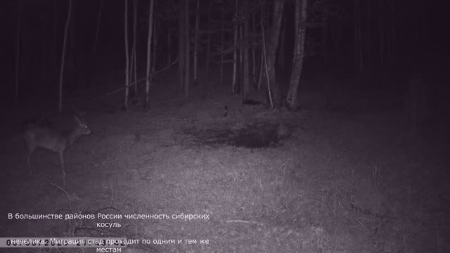 СИБИРСКАЯ КОСУЛЯ В ДИКИХ МЕСТАХ смотреть онлайн