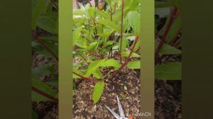 Нужна ли летняя корректировка гортензий?