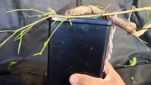 √3 Бонсай, заготовка для каскада прививка сверлением фикус Бенджамина
