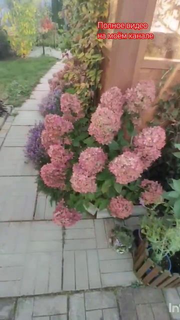 Сорта гортензий, которые не подгорели (мало подгорели): Graffiti и Little Lime.