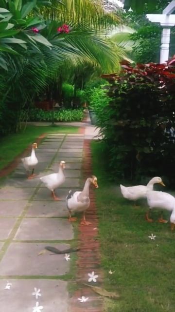 Brown town resort at Hyderabad | weekend chill 🤗 смотреть онлайн