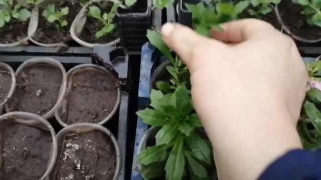 Сцевола: черенкование✂️.  Как перезимовала в теплице и сколько черенков получилось