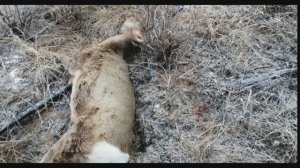 ОХОТА С ПОДХОДА НА КОСУЛЮ ПЕРВЫЙ РЕЗУЛЬТАТ