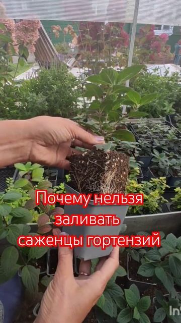 #уходзагортензиями